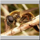 Cheilosia albipila - Weiden-Erzschwebfliege m02.jpg